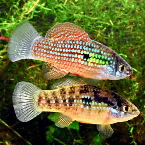 Jordanella floridae - Jordanelle de Floride L